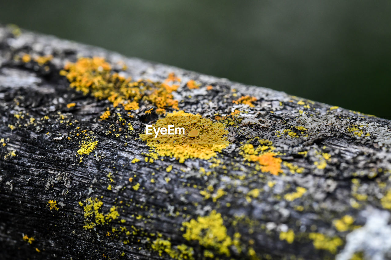 Close-up of yellow moss on rock