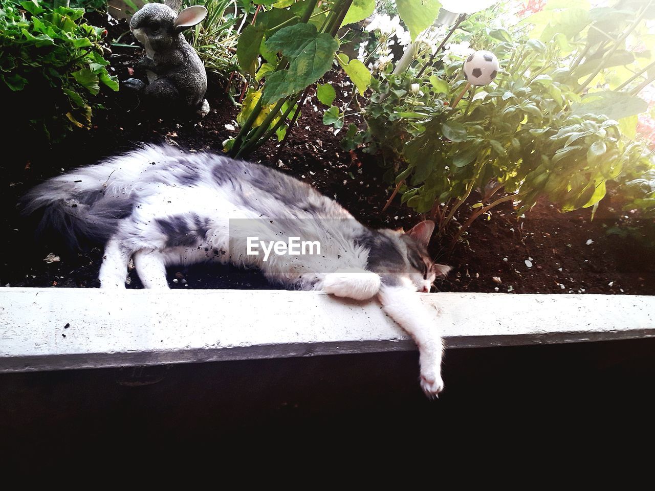 CAT SLEEPING IN A BACK YARD