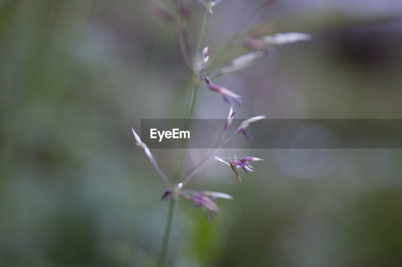 Close-up of plant