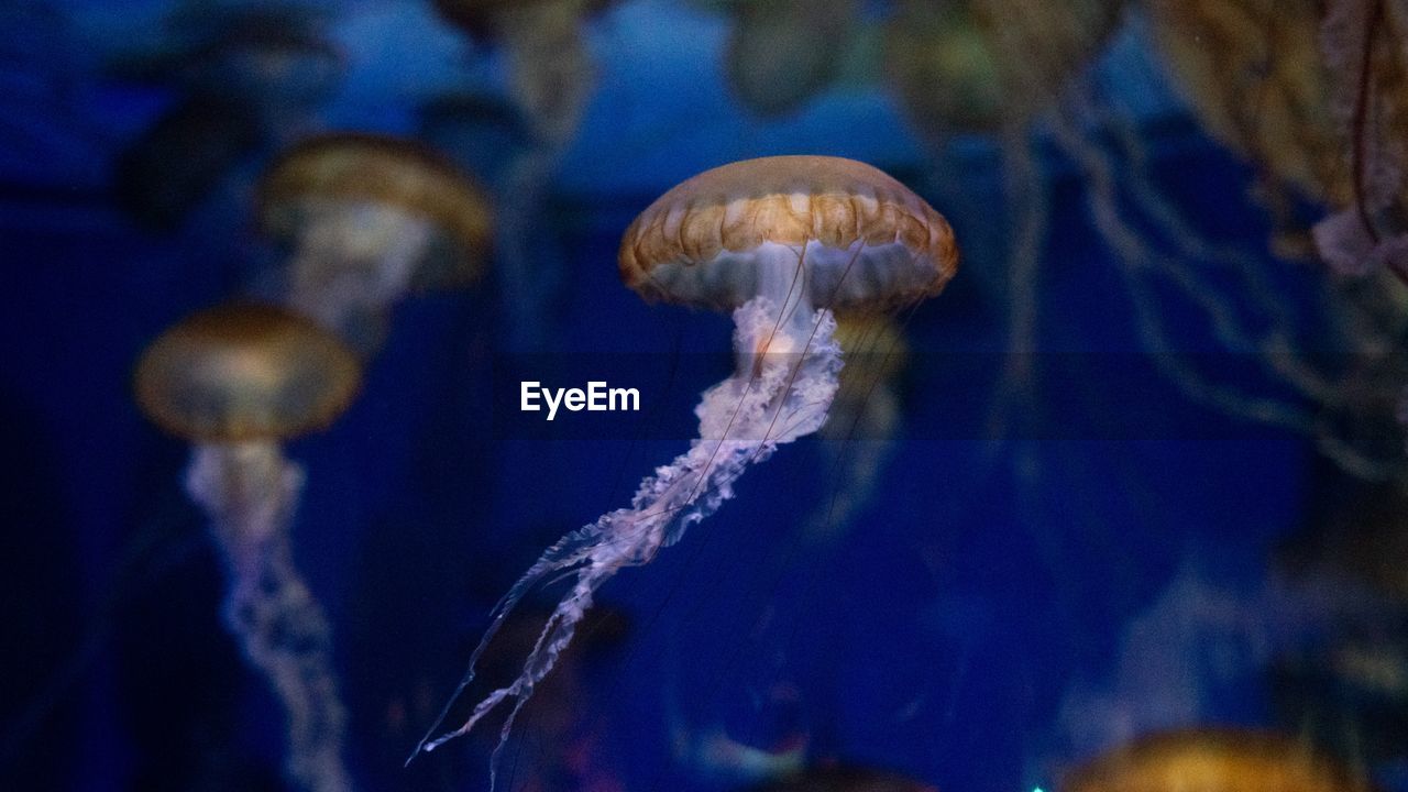 CLOSE-UP OF JELLYFISH UNDERWATER