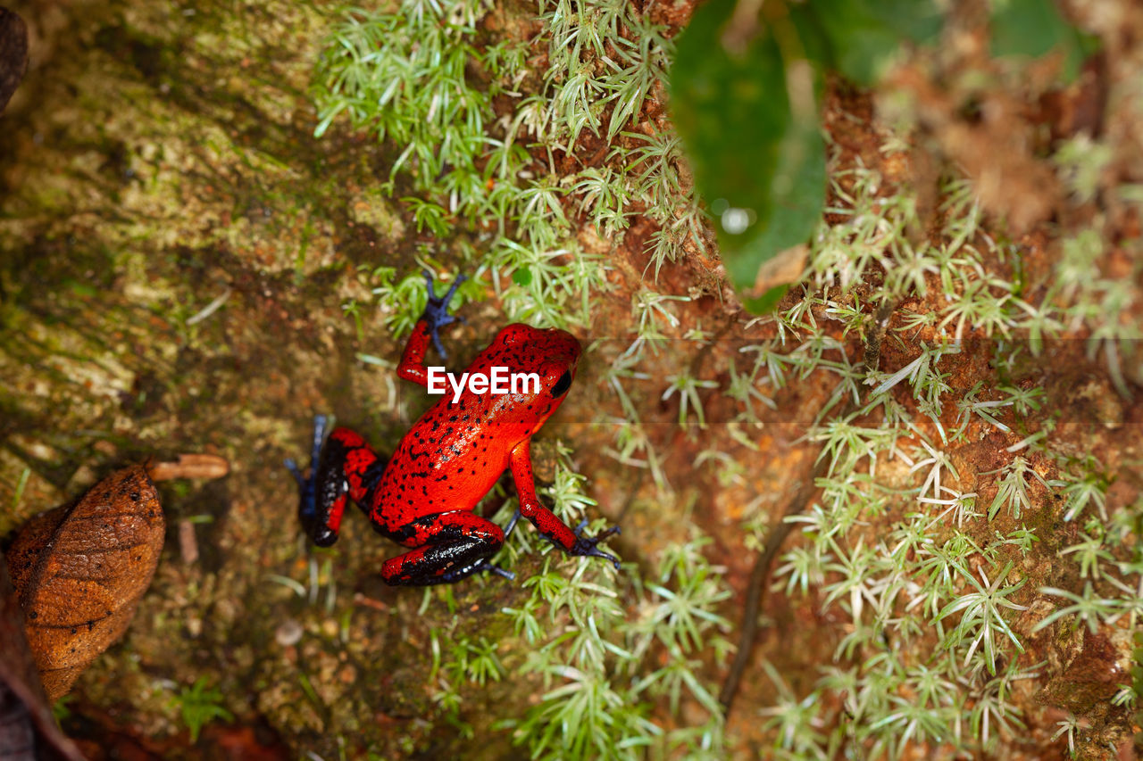 Close-up of a strawberry poison-dart frog, oophaga pumilio