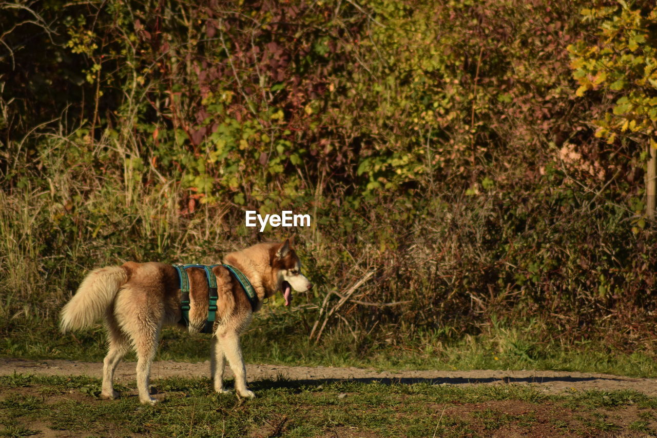 SIDE VIEW OF A DOG ON GRASS