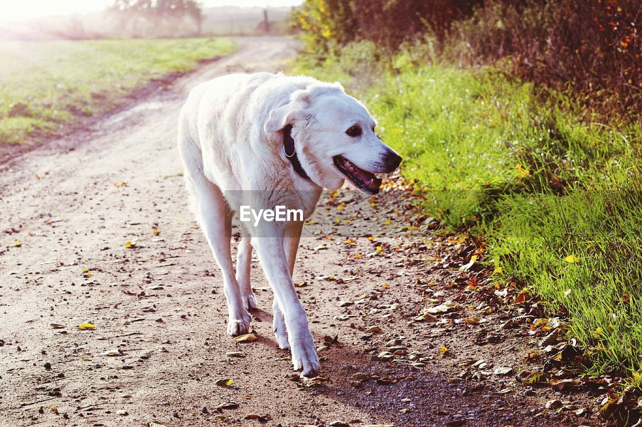 DOG LYING DOWN OUTDOORS