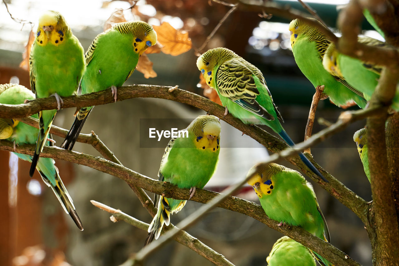 Budgerigars perching on branch