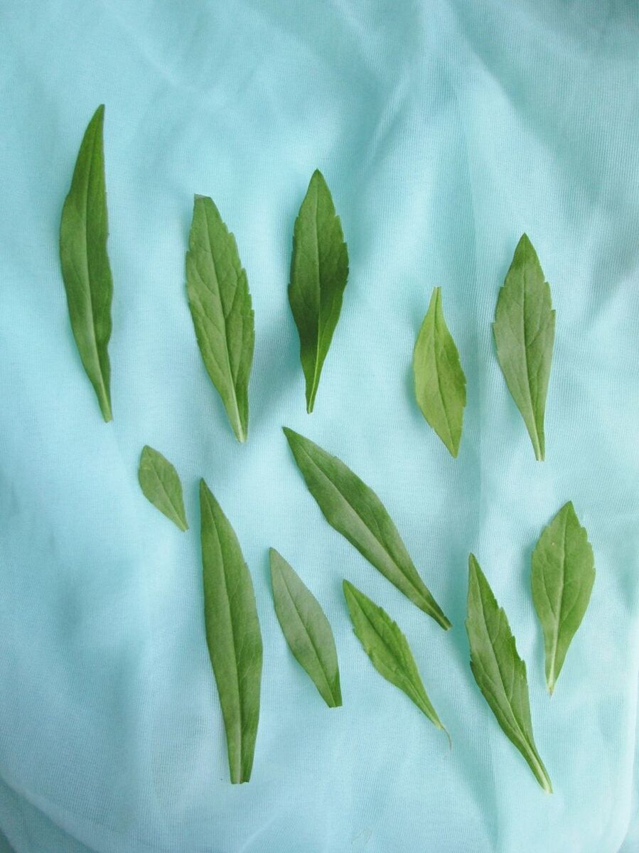 High angle view of green leaves