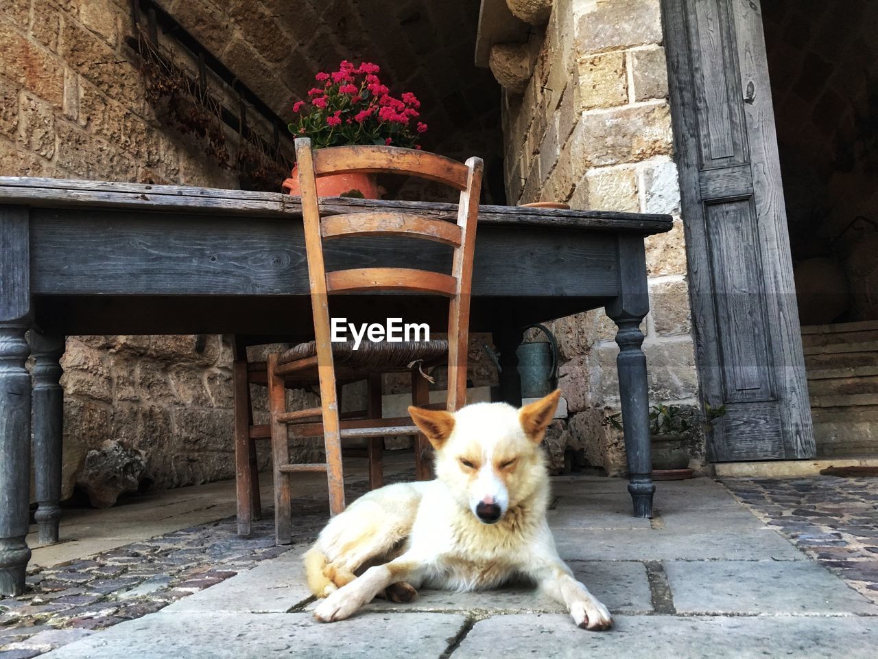 Cute dog guarding a masseria in puglia