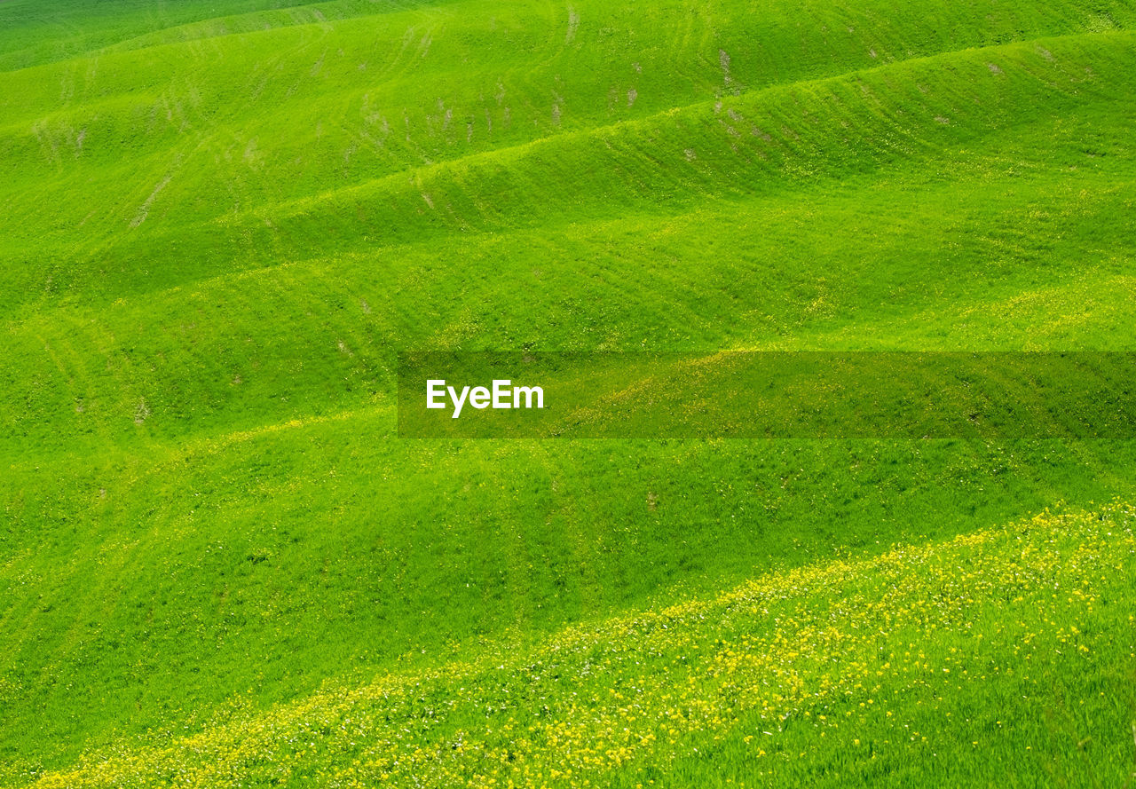 FULL FRAME SHOT OF GREEN GRASS