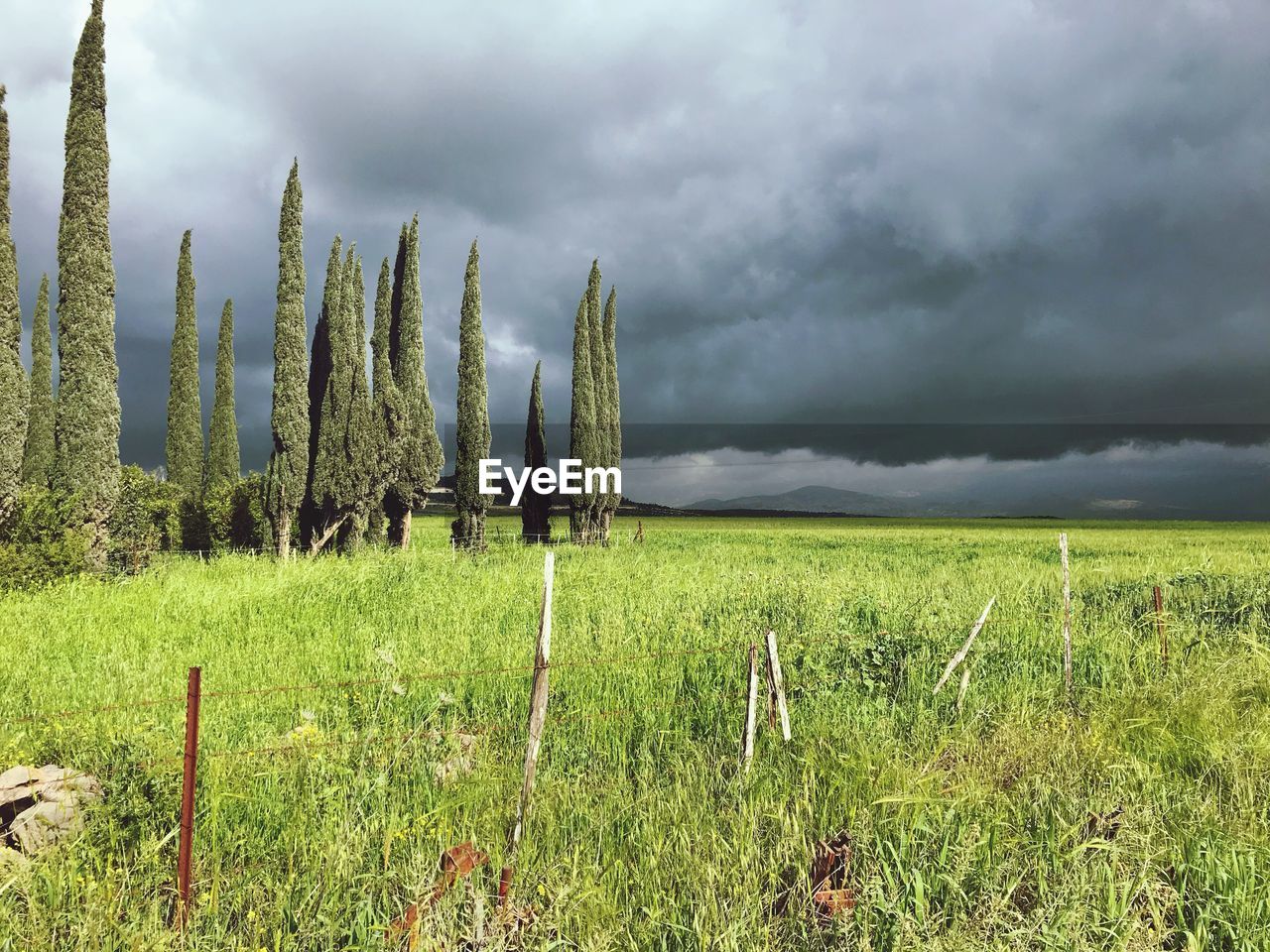 Scenic view of grassy field against sky