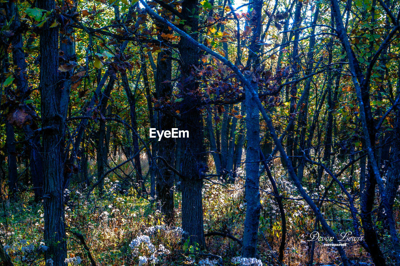 VIEW OF TREES IN FOREST