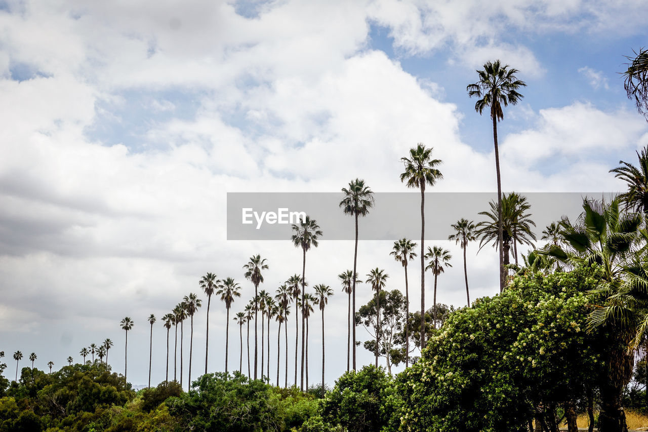 Low angle view of palm trees against sky