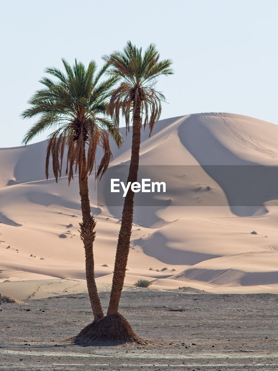 PALM TREES ON SHORE AGAINST SKY