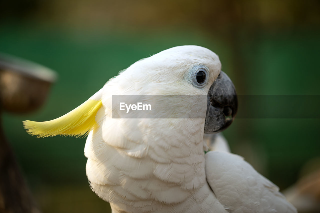 Portrait of cockatoo parrot, yellow-crested cockatoo white parrot head close-up