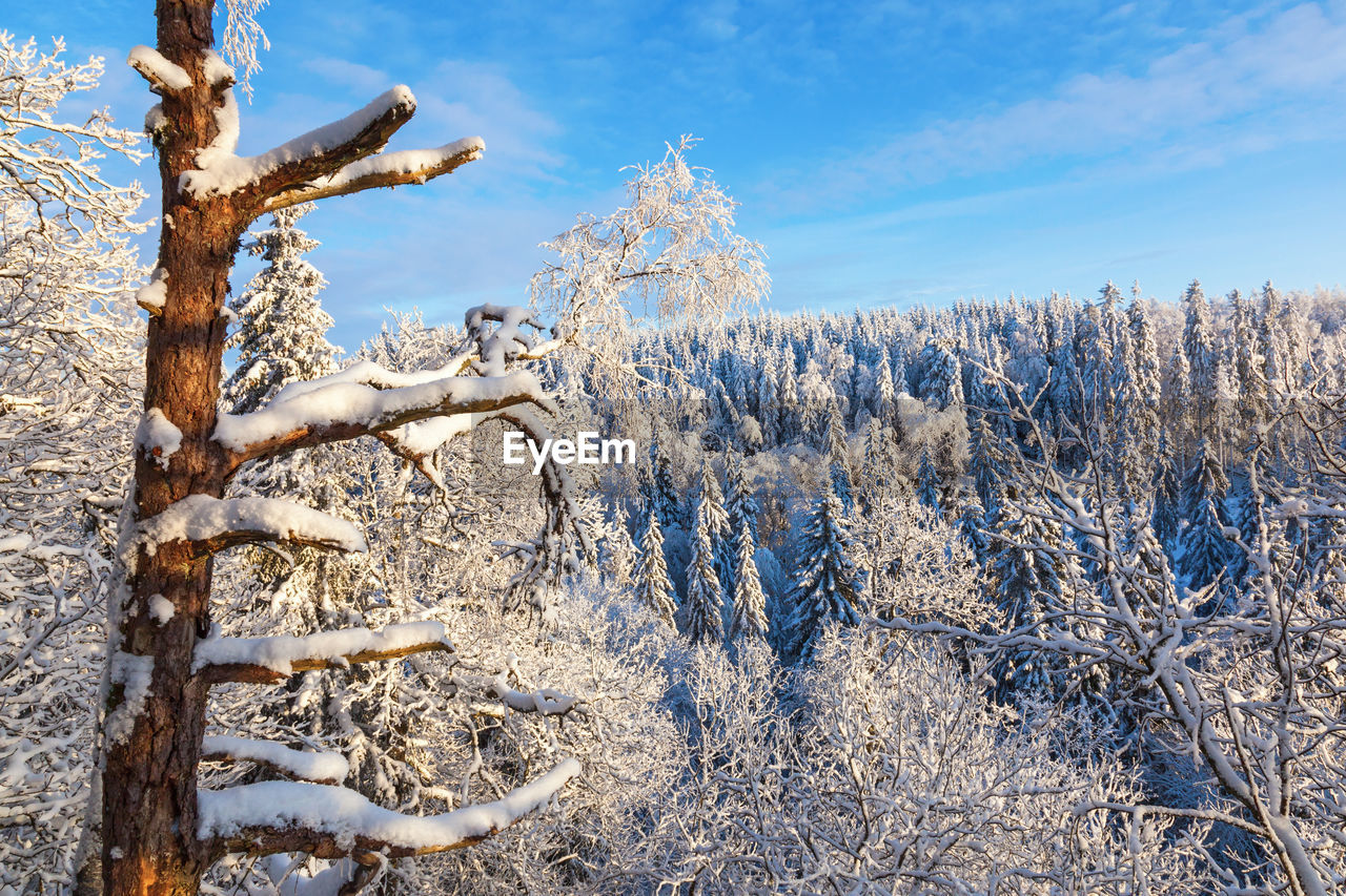 Forest landscape view with a old snag in winter