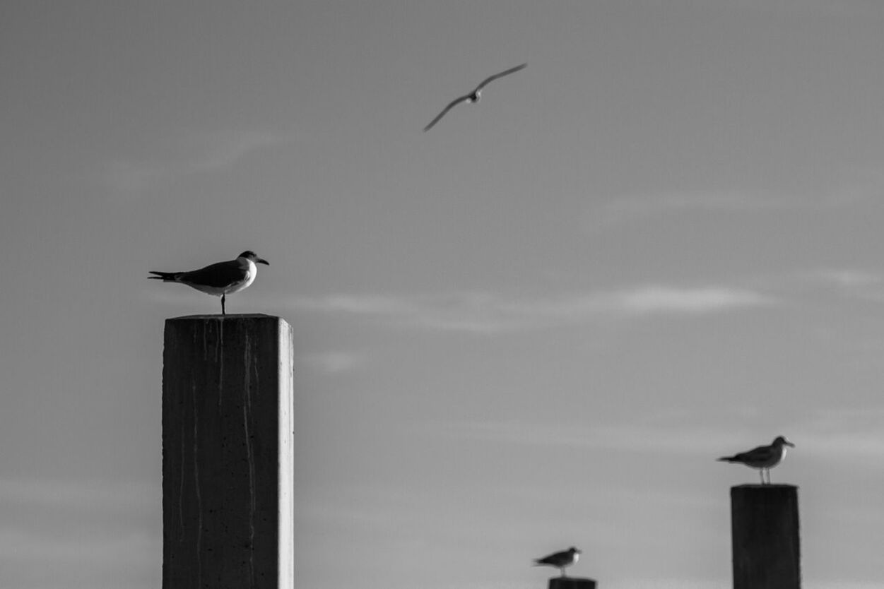 Birds on wooden posts