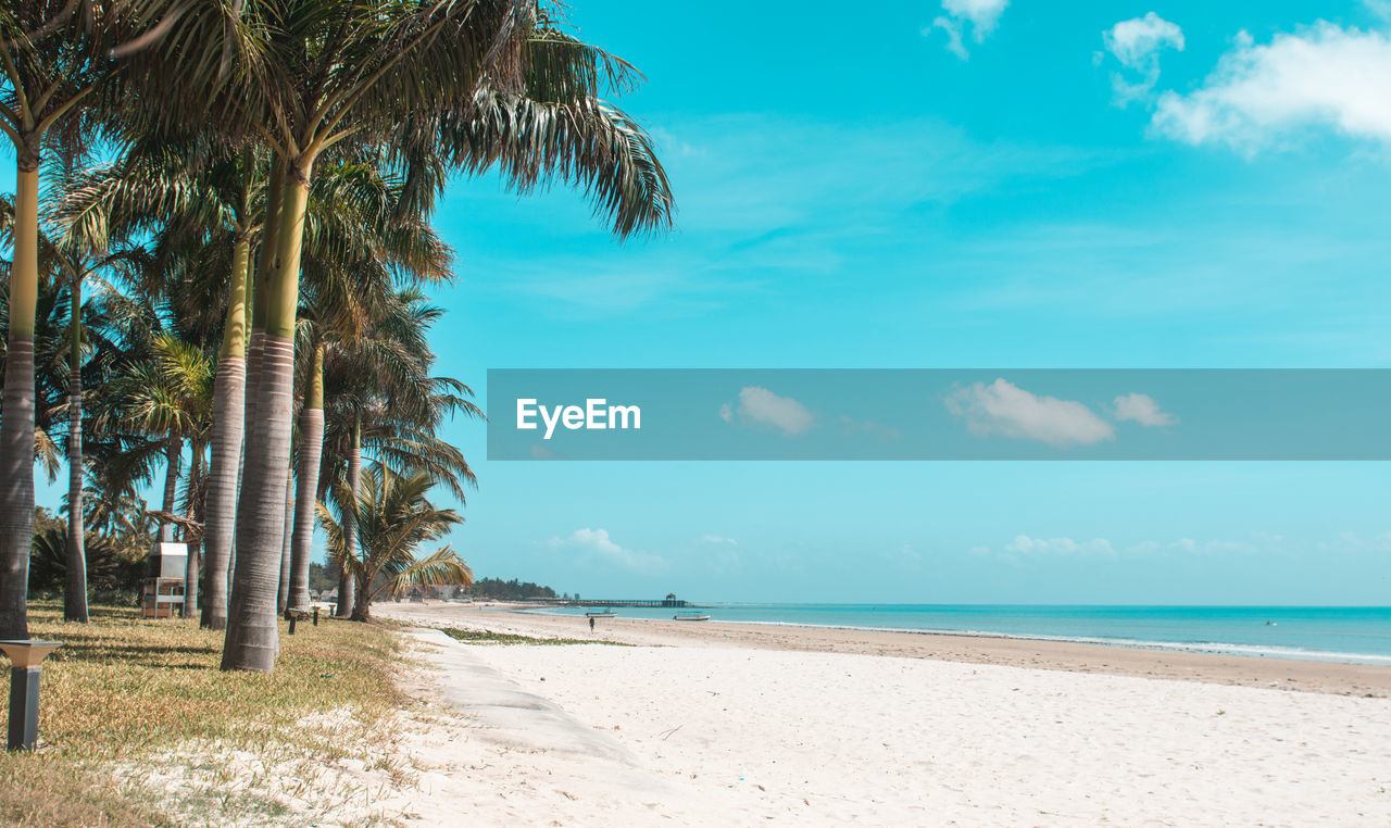 SCENIC VIEW OF PALM TREES ON BEACH AGAINST SKY