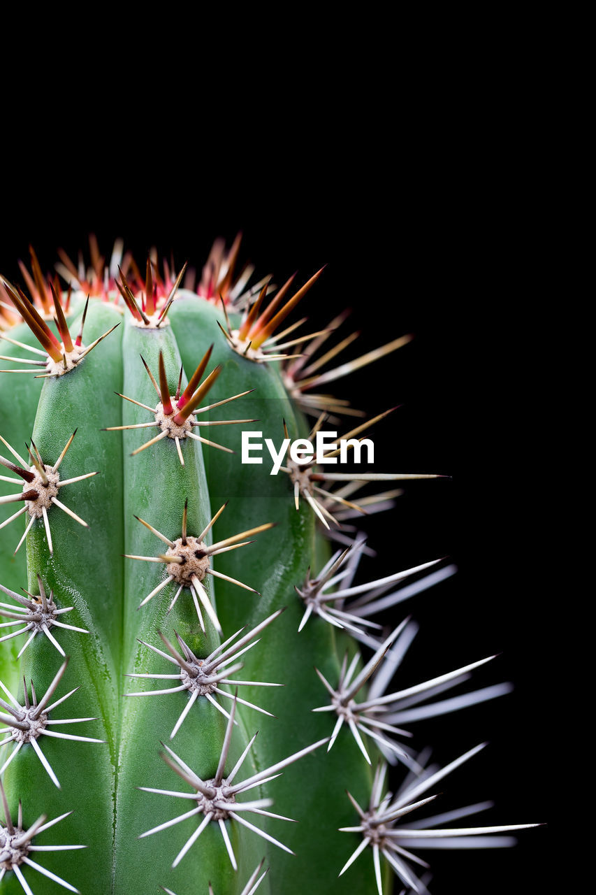 Cactus with sharp thorns, copy space.