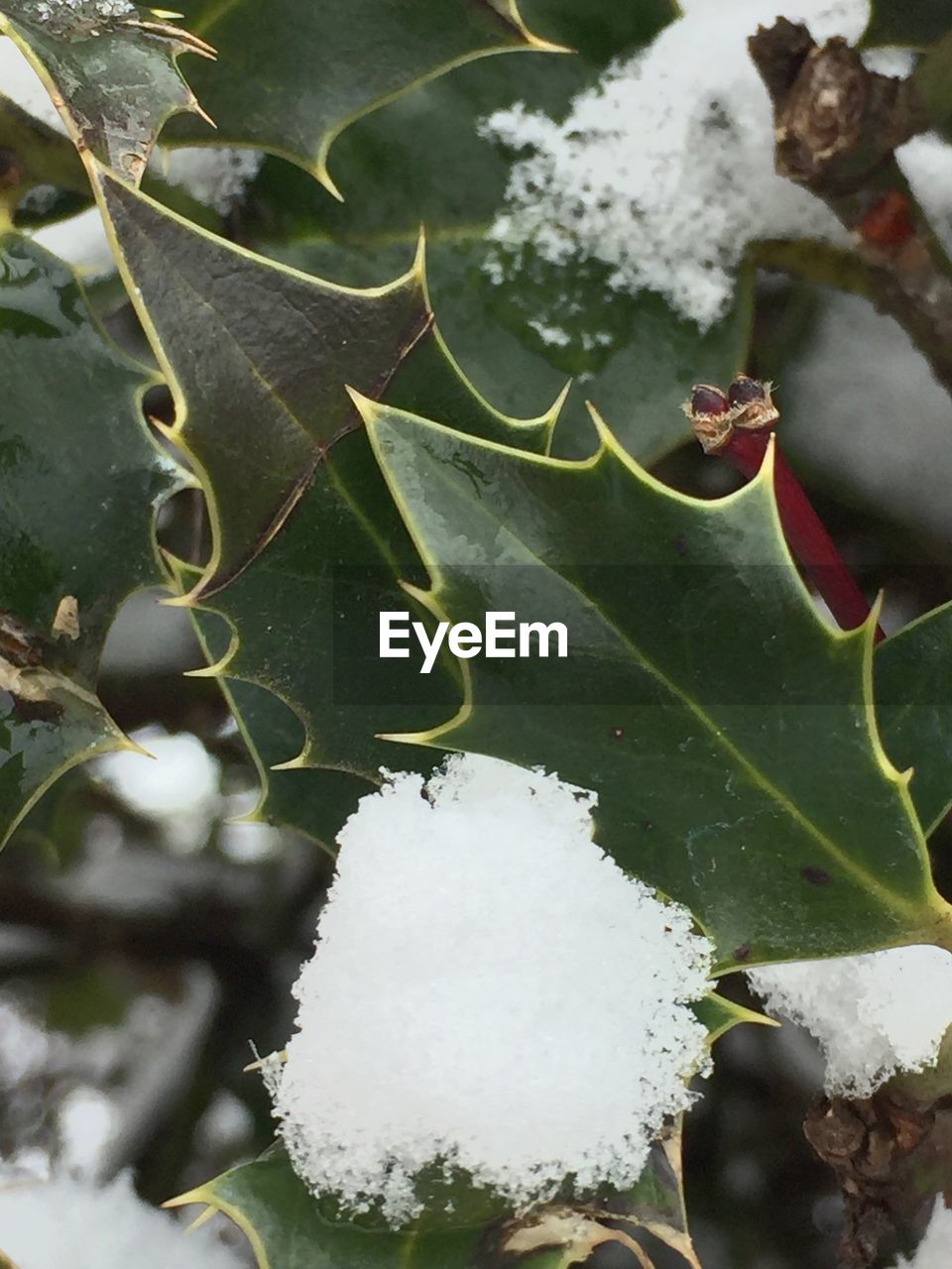 CLOSE-UP OF FROZEN PLANTS