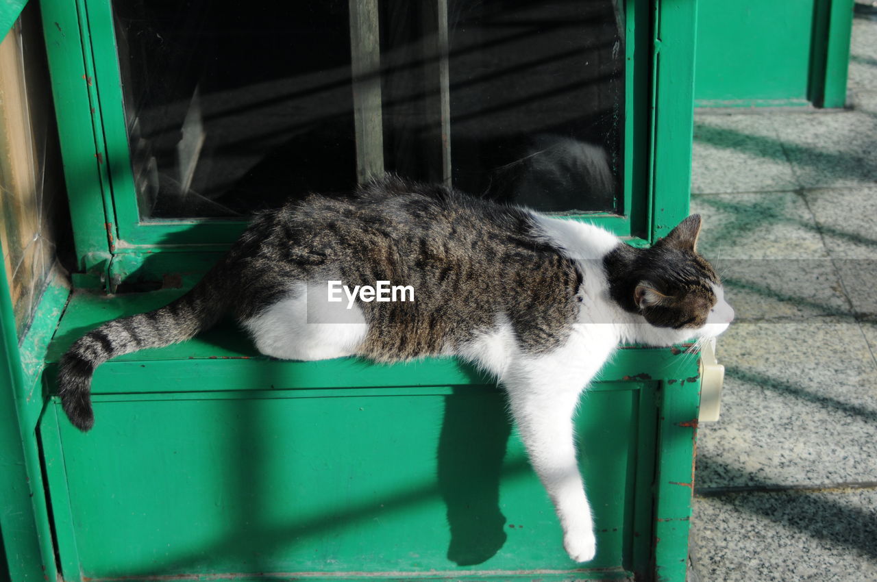 CAT SLEEPING ON FLOOR