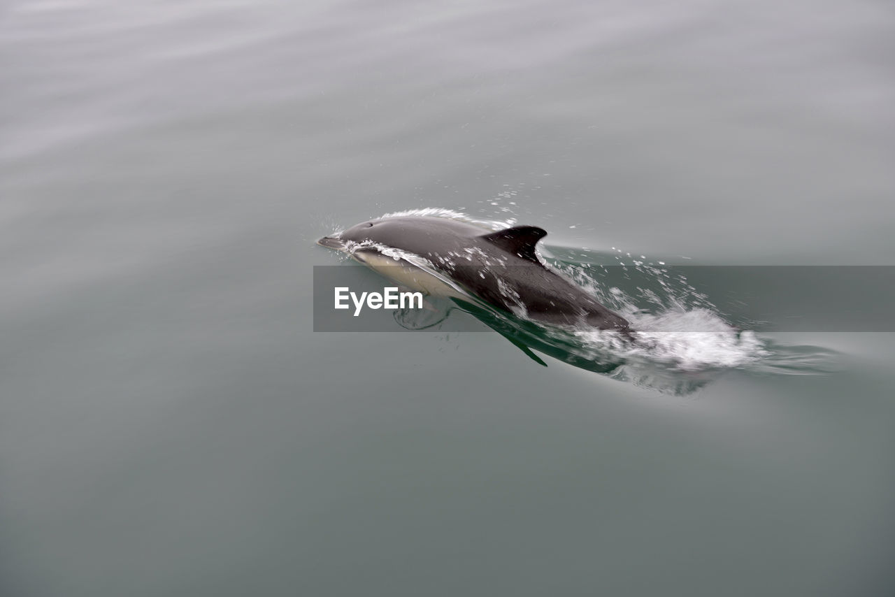 VIEW OF BIRD SWIMMING ON SEA