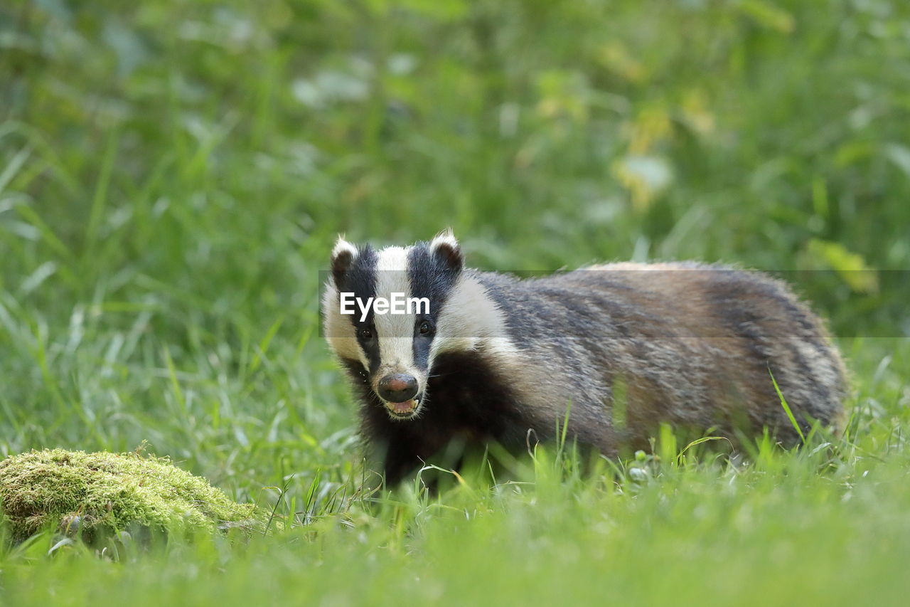 An european badger