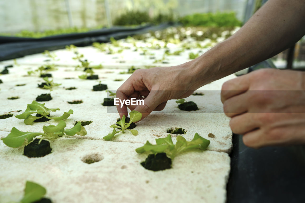 Hands of farmer growing plants in greenhouse
