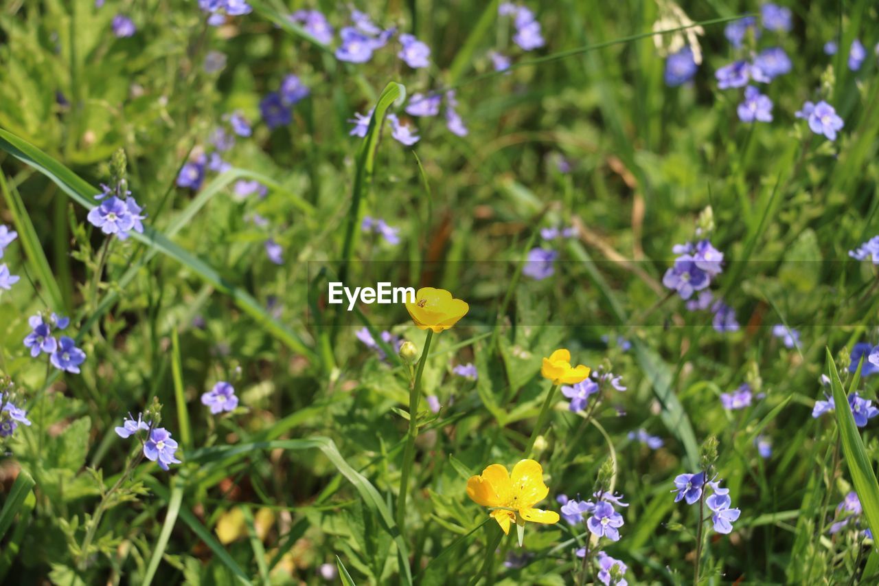 CLOSE-UP OF YELLOW FLOWERS BLOOMING