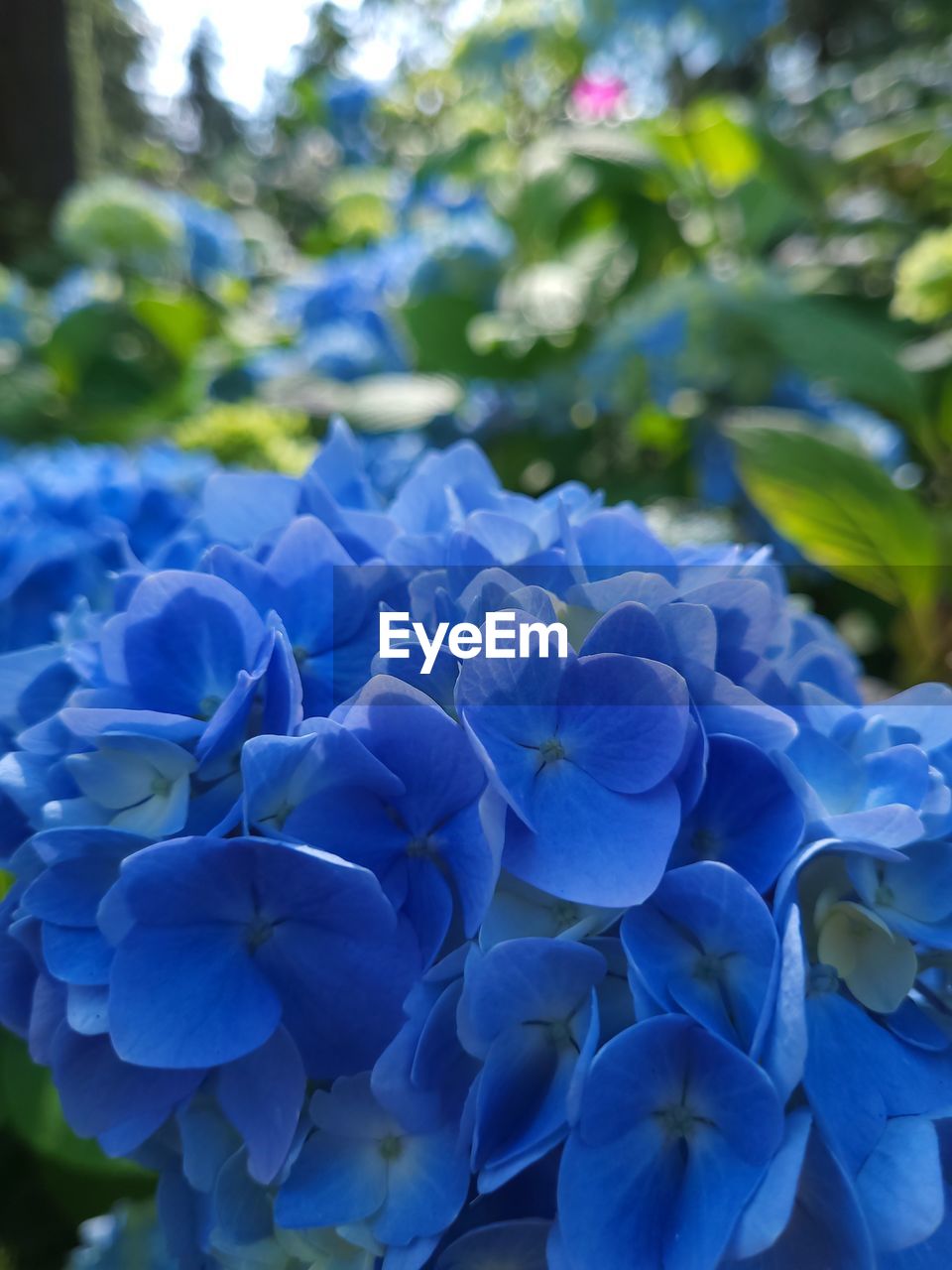 plant, flower, flowering plant, blue, beauty in nature, freshness, close-up, fragility, growth, petal, nature, inflorescence, flower head, purple, hydrangea, no people, focus on foreground, springtime, day, leaf, plant part, outdoors, bunch of flowers, botany, blossom