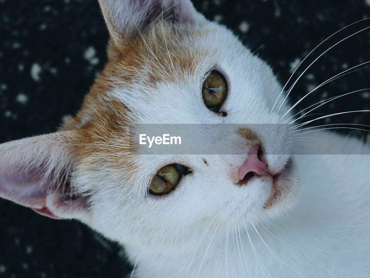 animal themes, animal, cat, mammal, one animal, pet, domestic animals, nose, domestic cat, feline, close-up, whiskers, animal body part, animal head, small to medium-sized cats, portrait, felidae, eye, animal eye, no people, white, looking at camera, animal hair, looking, carnivore, cute