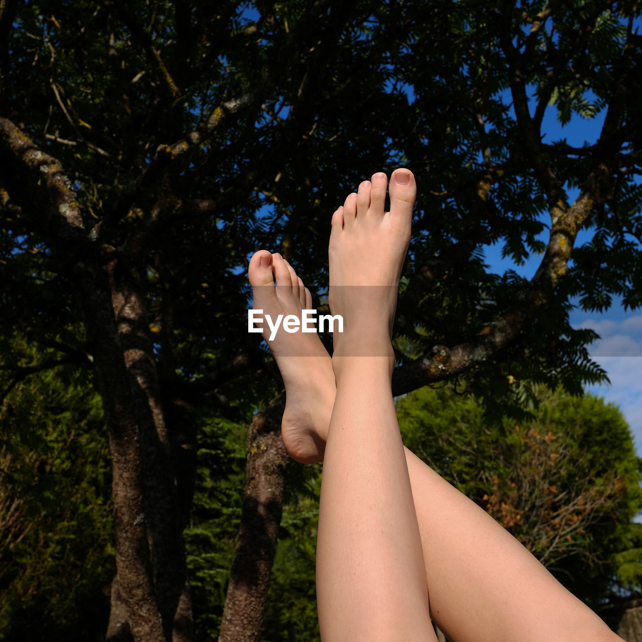 Low section of woman feet against tree