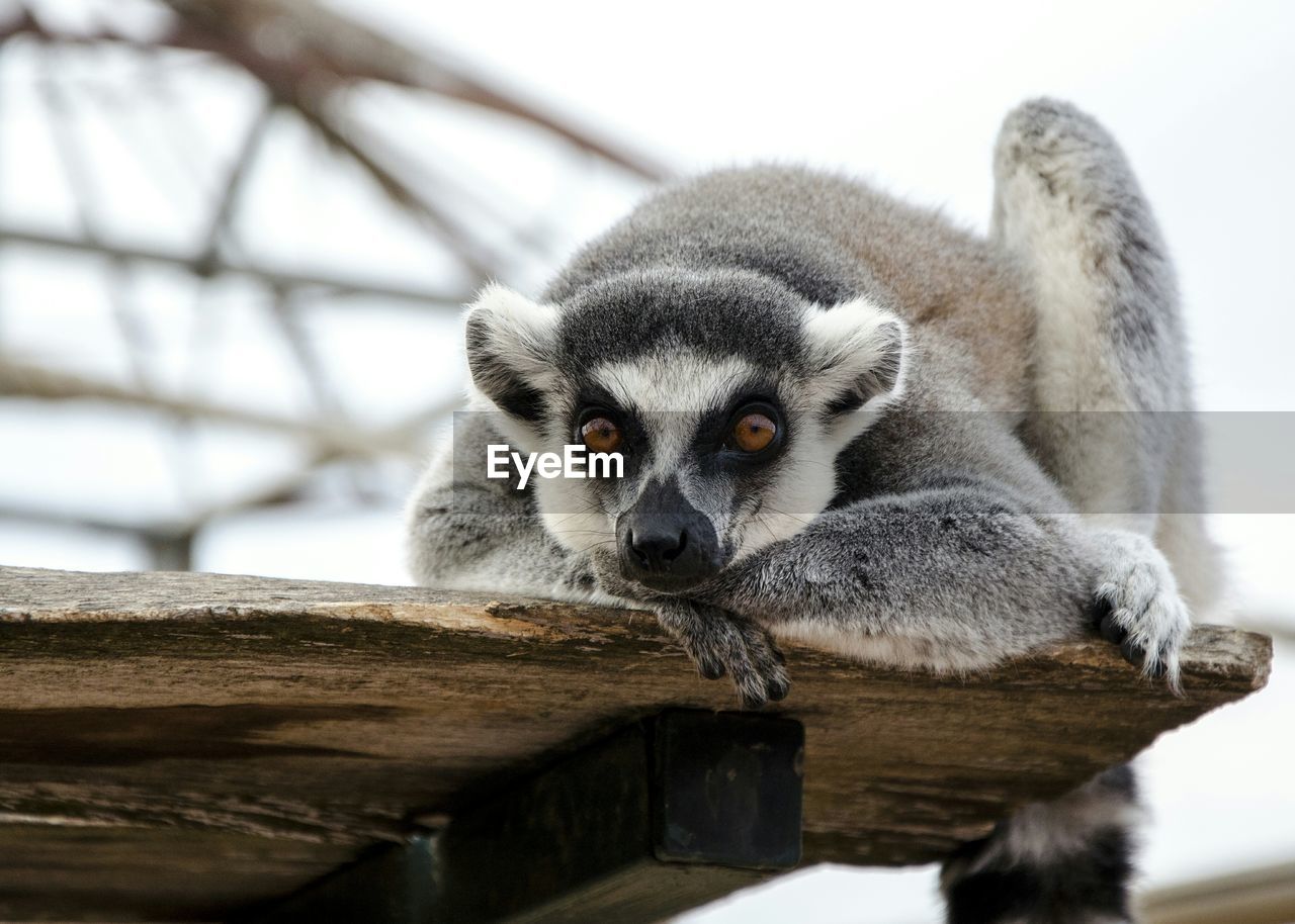 Portrait of lemur resting on wood at attica zoological park
