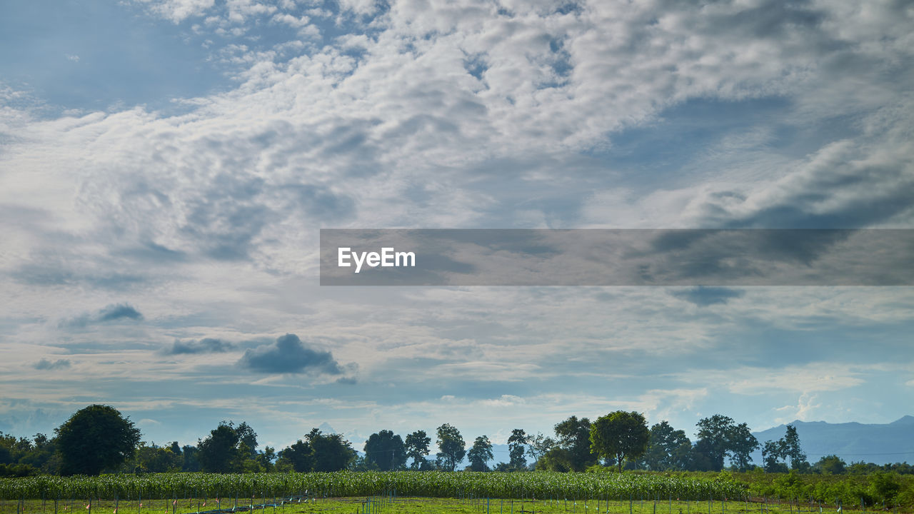 sky, landscape, cloud, environment, plant, horizon, field, land, plain, nature, tree, grassland, scenics - nature, beauty in nature, grass, rural scene, agriculture, prairie, tranquility, meadow, no people, crop, blue, tranquil scene, rural area, green, pasture, food and drink, outdoors, hill, growth, farm, food, non-urban scene, day, freshness, summer, social issues, cloudscape, sunlight, idyllic, forest, travel