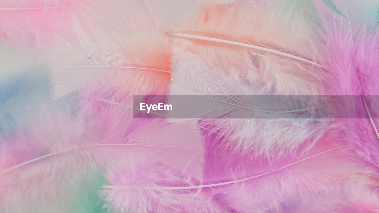 pink, feather, bird, fashion accessory, wing, close-up, softness, no people, lightweight, fragility, multi colored, purple, pastel colored, petal, backgrounds, nature, indoors
