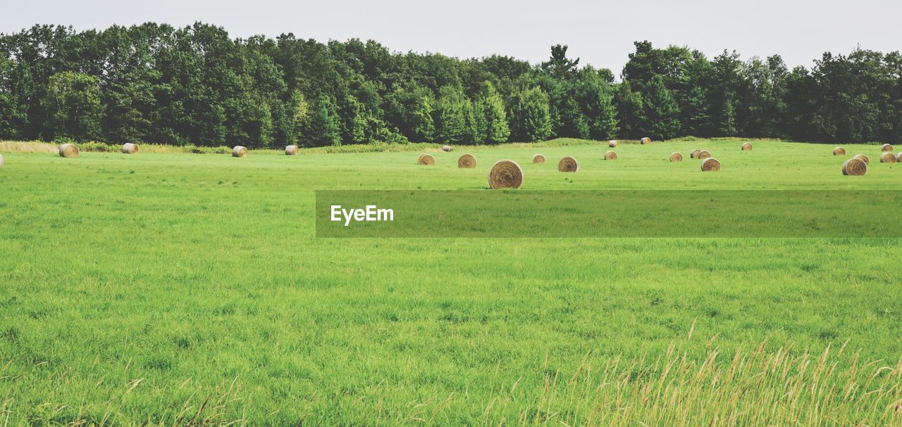 Hay bales on field against trees