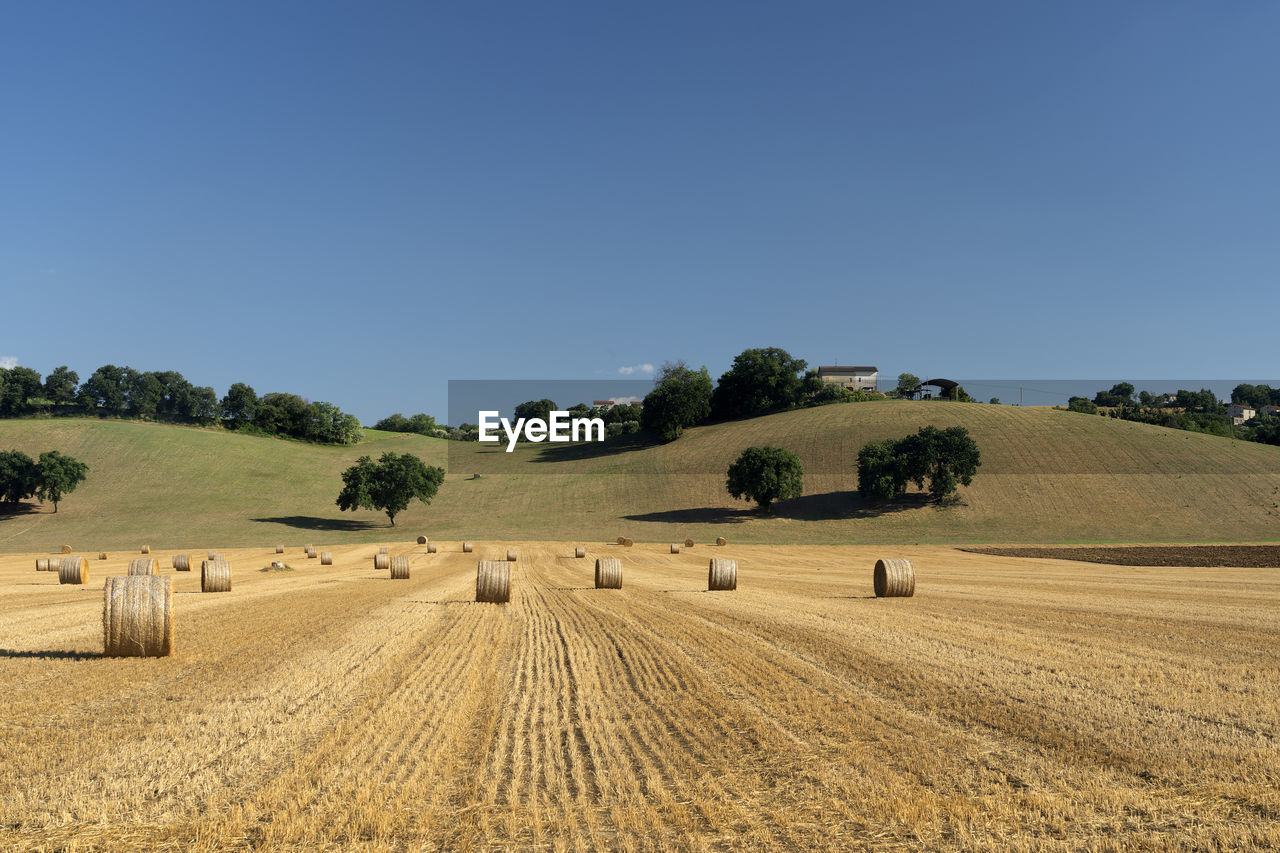 SCENIC VIEW OF FIELD AGAINST CLEAR SKY