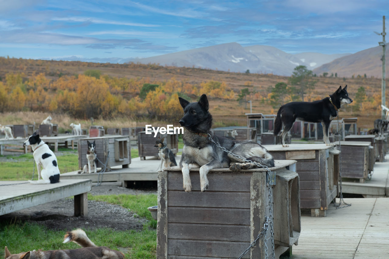 Rear view of man with dogs on field