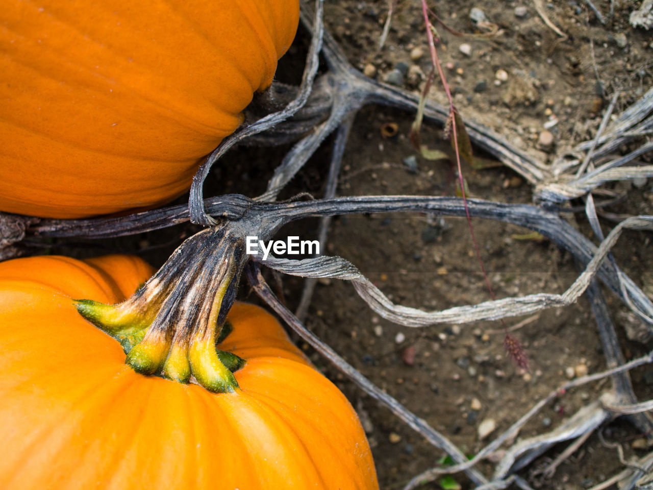 HIGH ANGLE VIEW OF PUMPKIN ON ORANGE LEAF