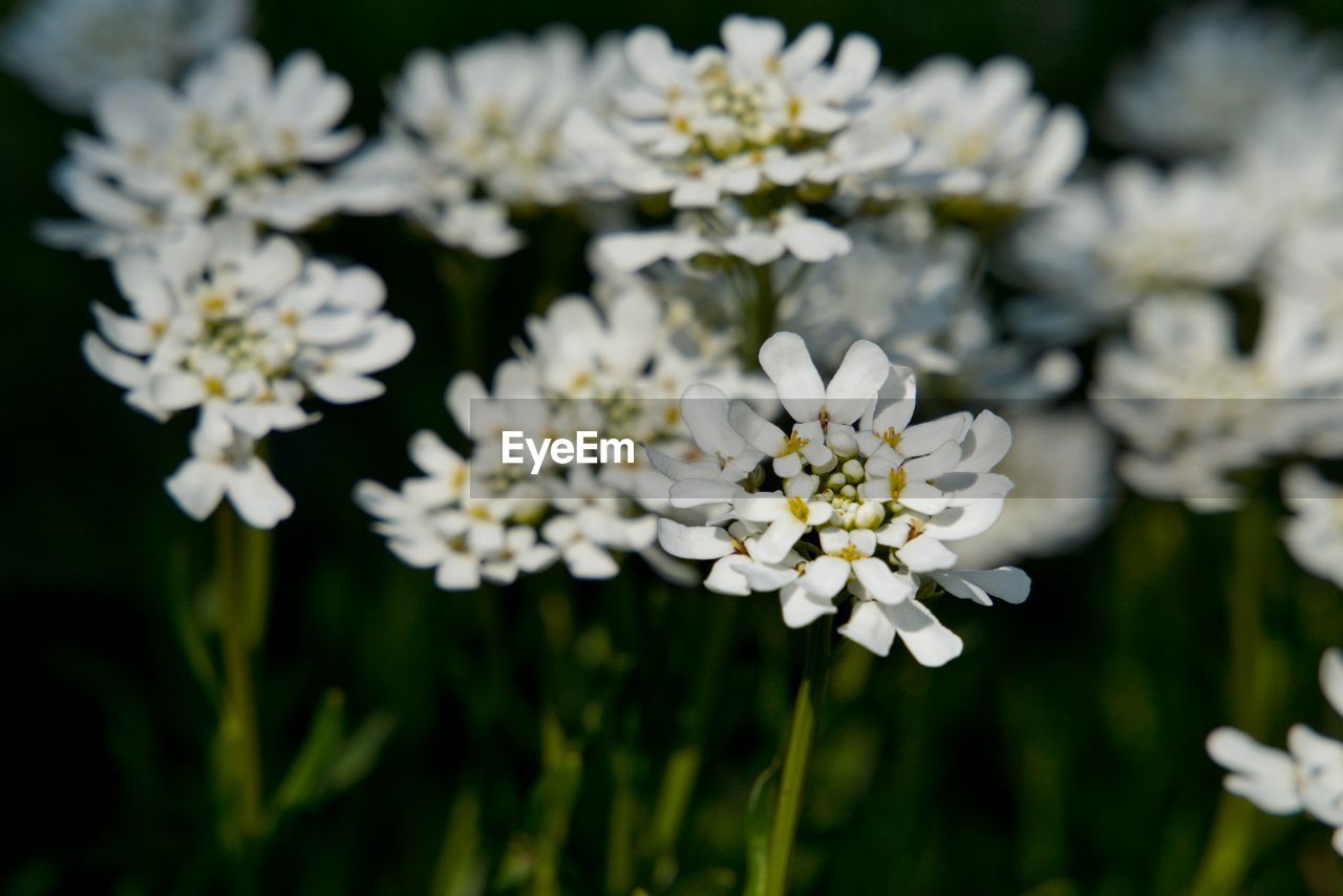 Springtime white flowers blooming narrow depth of field