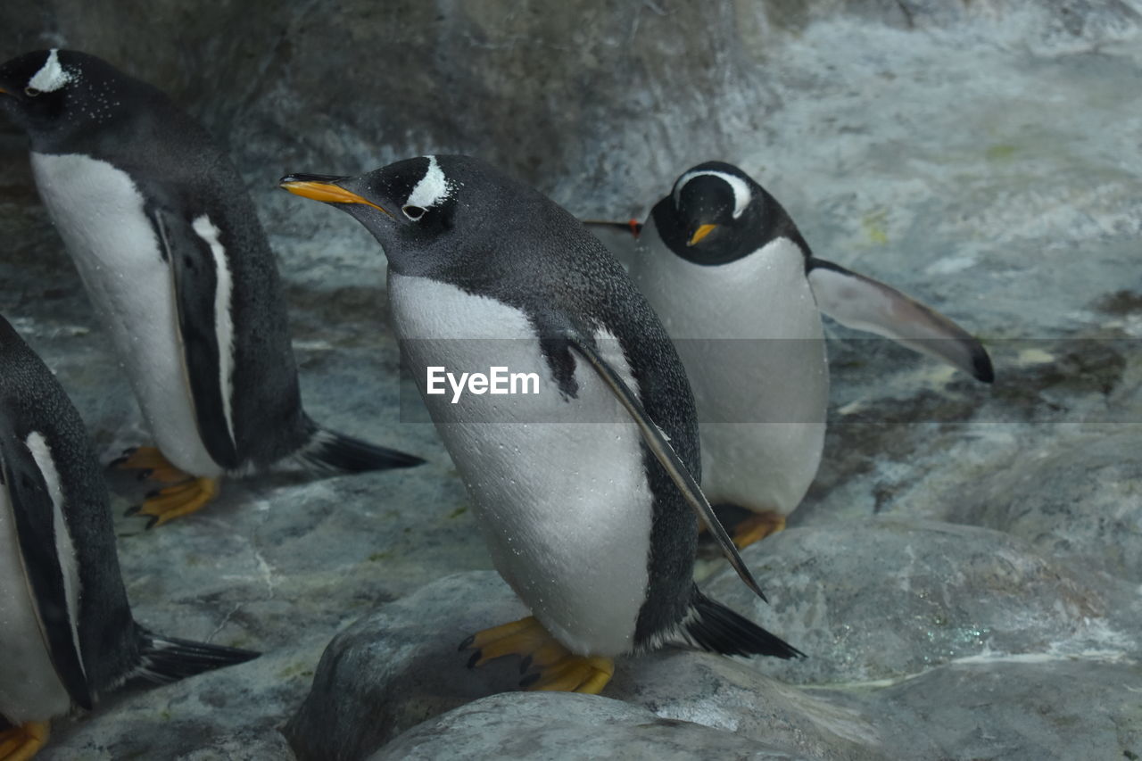 VIEW OF BIRDS ON ROCK