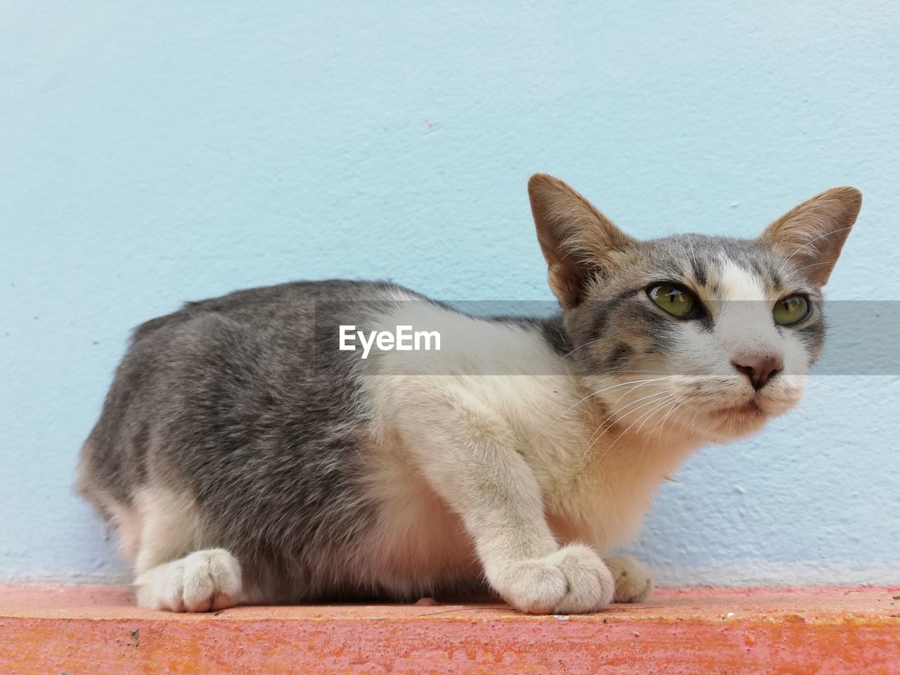 CLOSE-UP PORTRAIT OF CAT LOOKING AT WALL