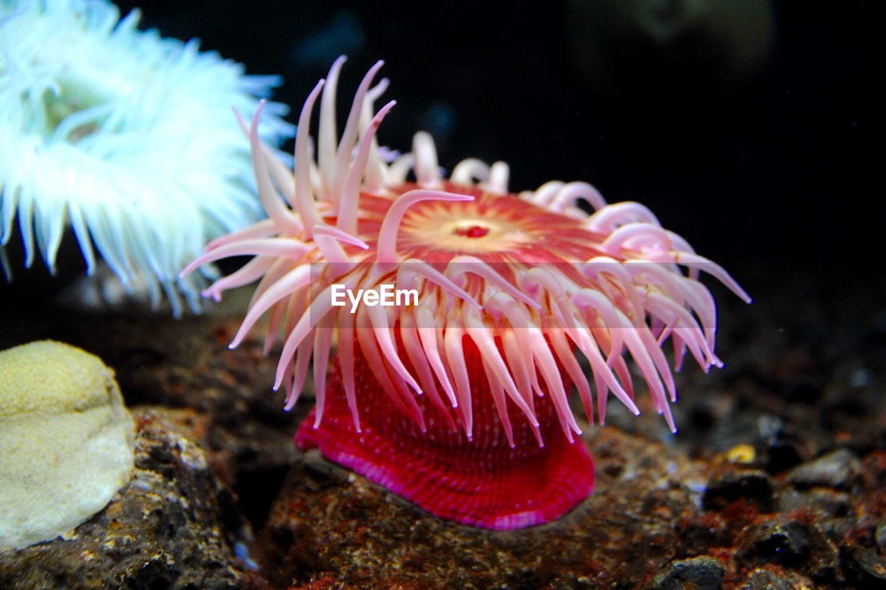 Close-up of sea anemones on rock in aquarium