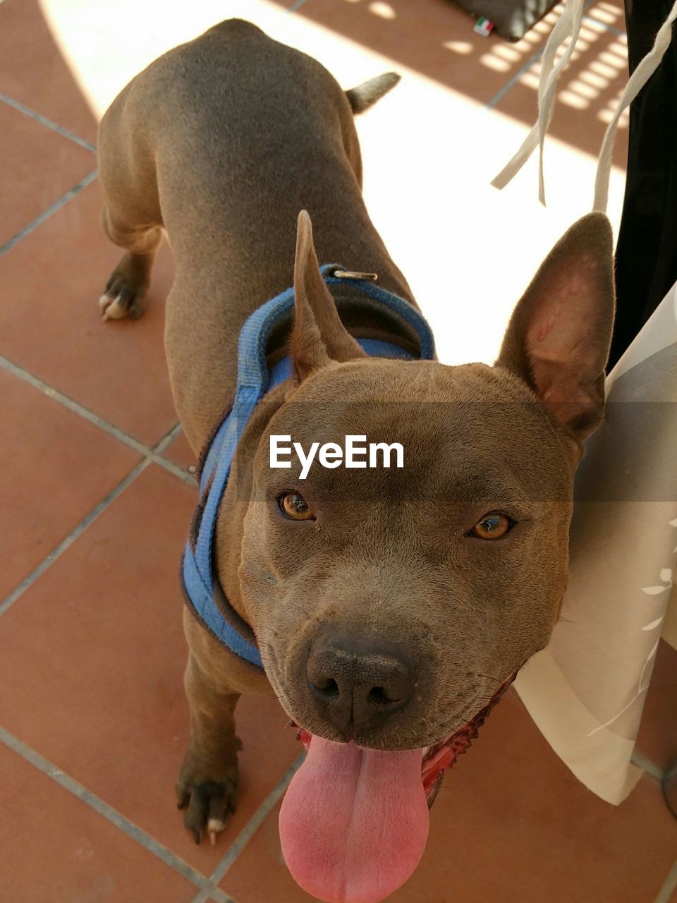 Close-up portrait of american staffordshire terrier