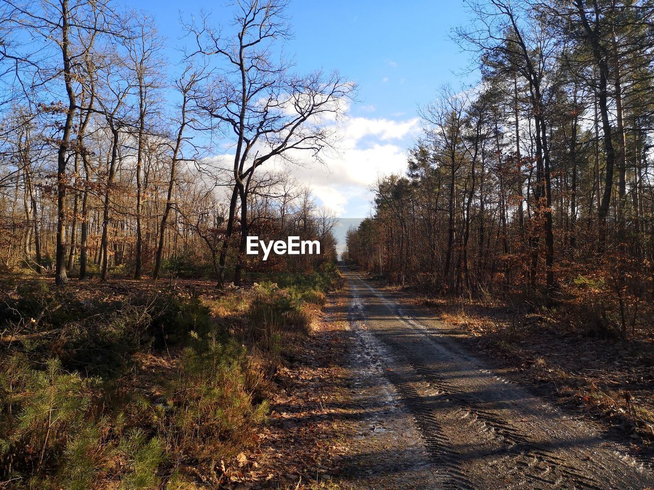 ROAD AMIDST TREES AND PLANTS IN FOREST