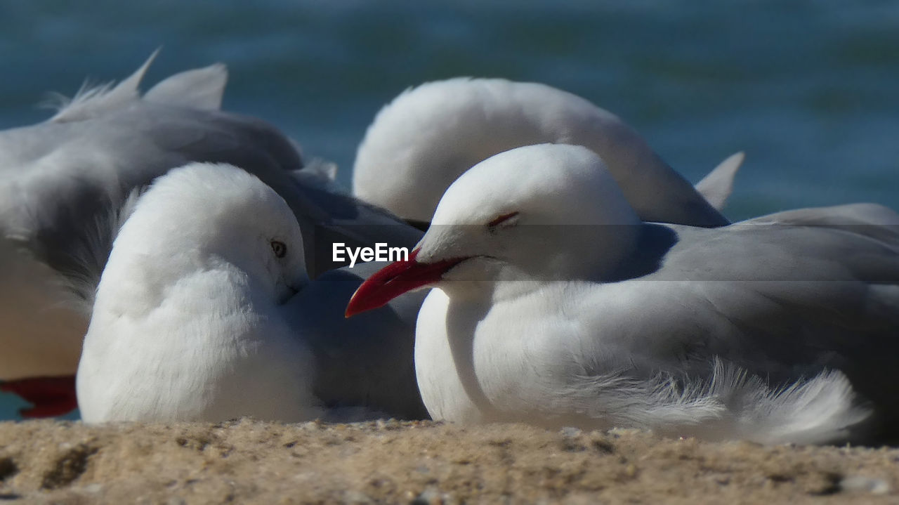 animal themes, animal, bird, animal wildlife, wildlife, group of animals, beak, two animals, nature, seabird, water, gull, no people, sea, togetherness, day, white, outdoors, animal body part, wing, beach