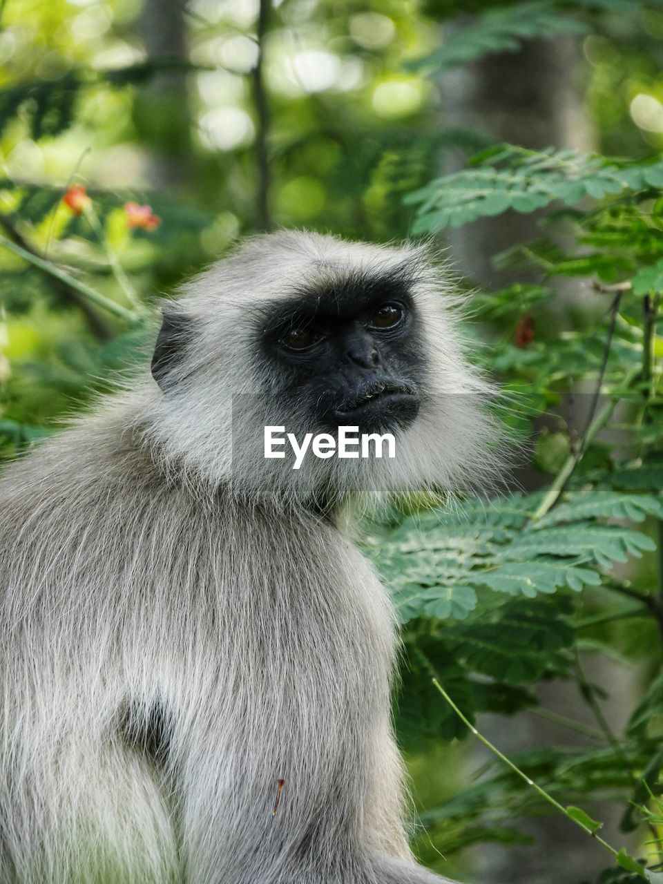 Close-up of cute monkey in the jungle