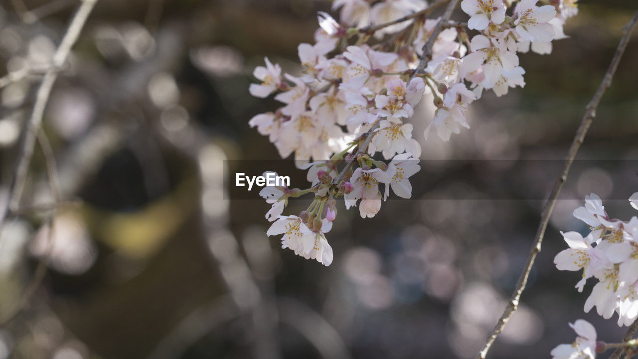 plant, flower, flowering plant, blossom, beauty in nature, springtime, fragility, tree, freshness, nature, growth, spring, branch, cherry blossom, close-up, flower head, inflorescence, white, petal, produce, focus on foreground, macro photography, outdoors, twig, botany, no people, pink, day, cherry tree, food, selective focus, fruit tree, food and drink, fruit
