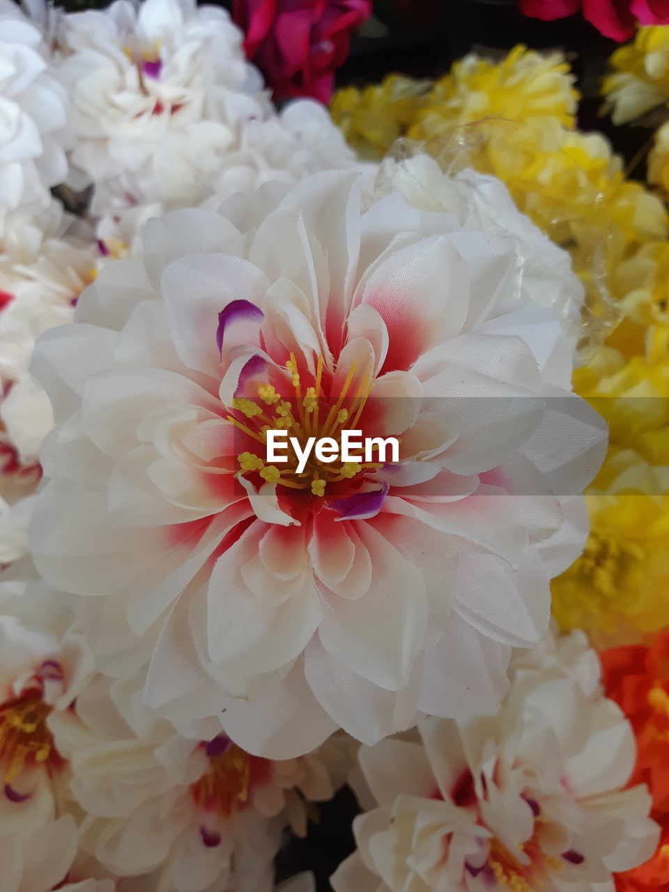 CLOSE-UP OF WHITE FLOWER