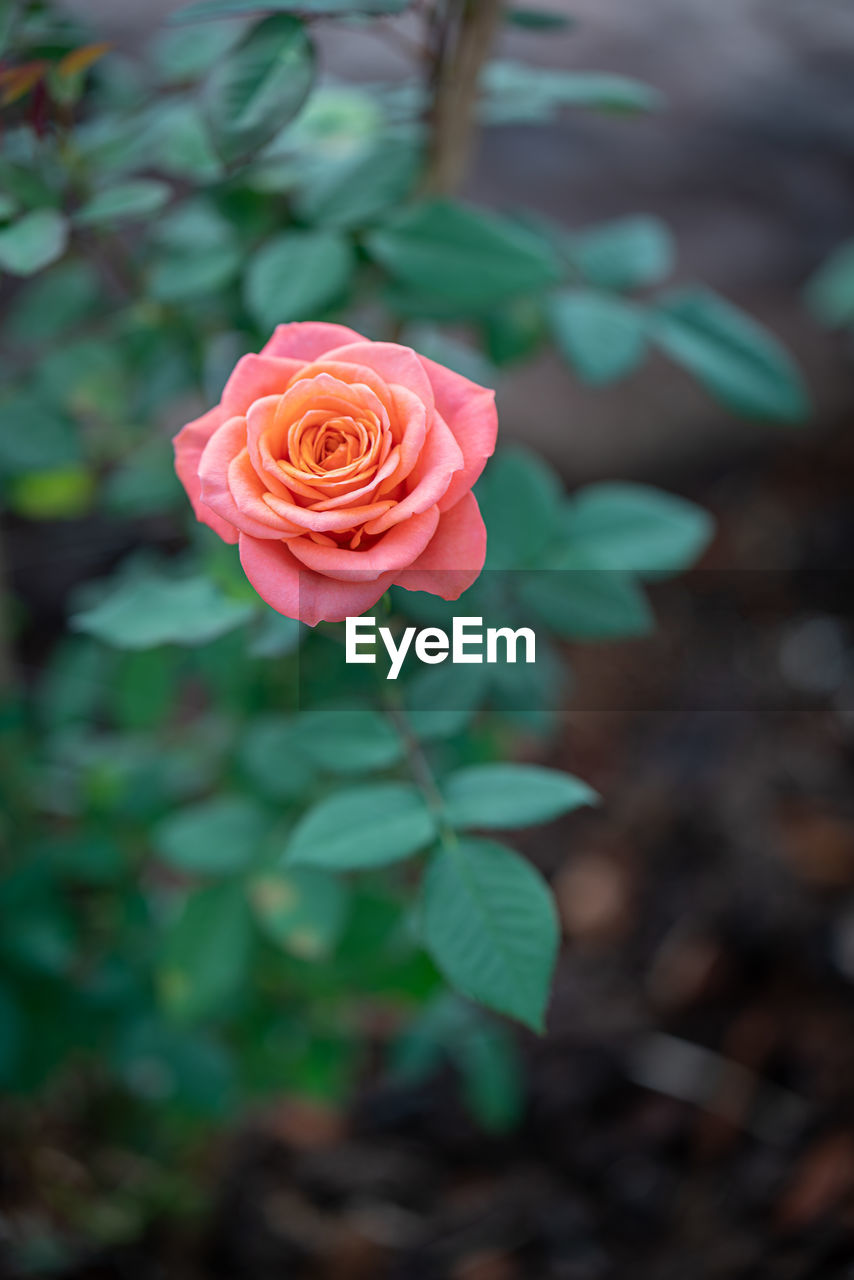 Close-up of pink rose