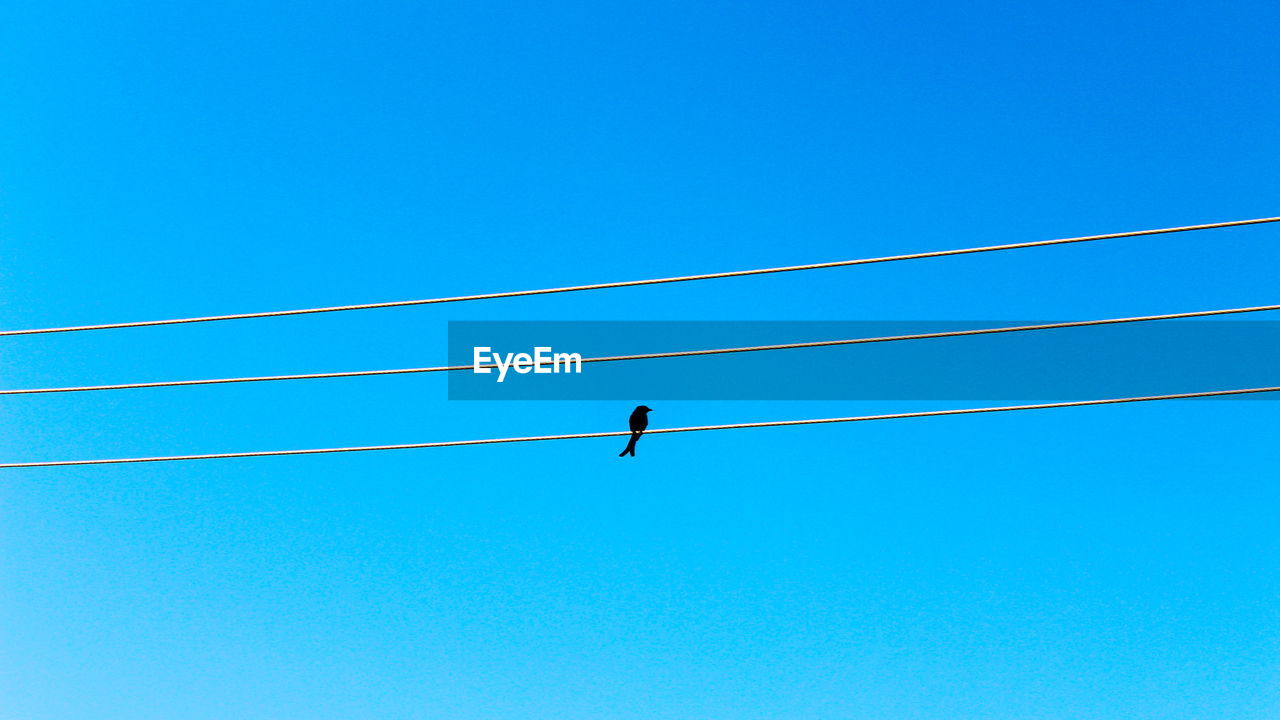 LOW ANGLE VIEW OF BIRDS PERCHING ON POWER LINES