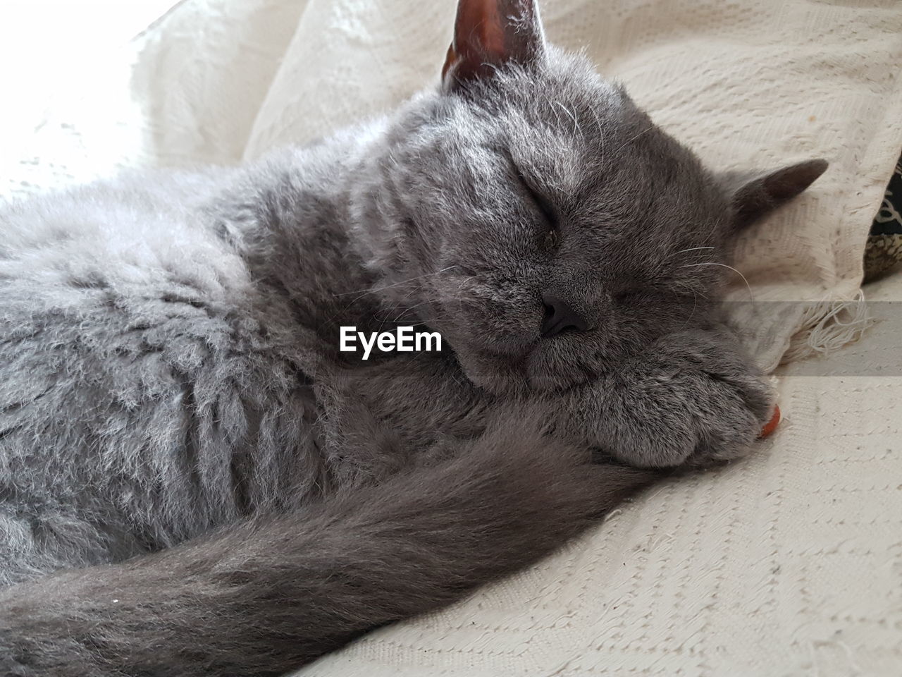 Close-up of cat sleeping