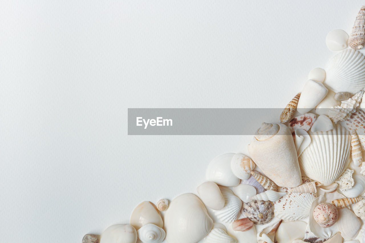 Directly above shot of seashells on table against white background